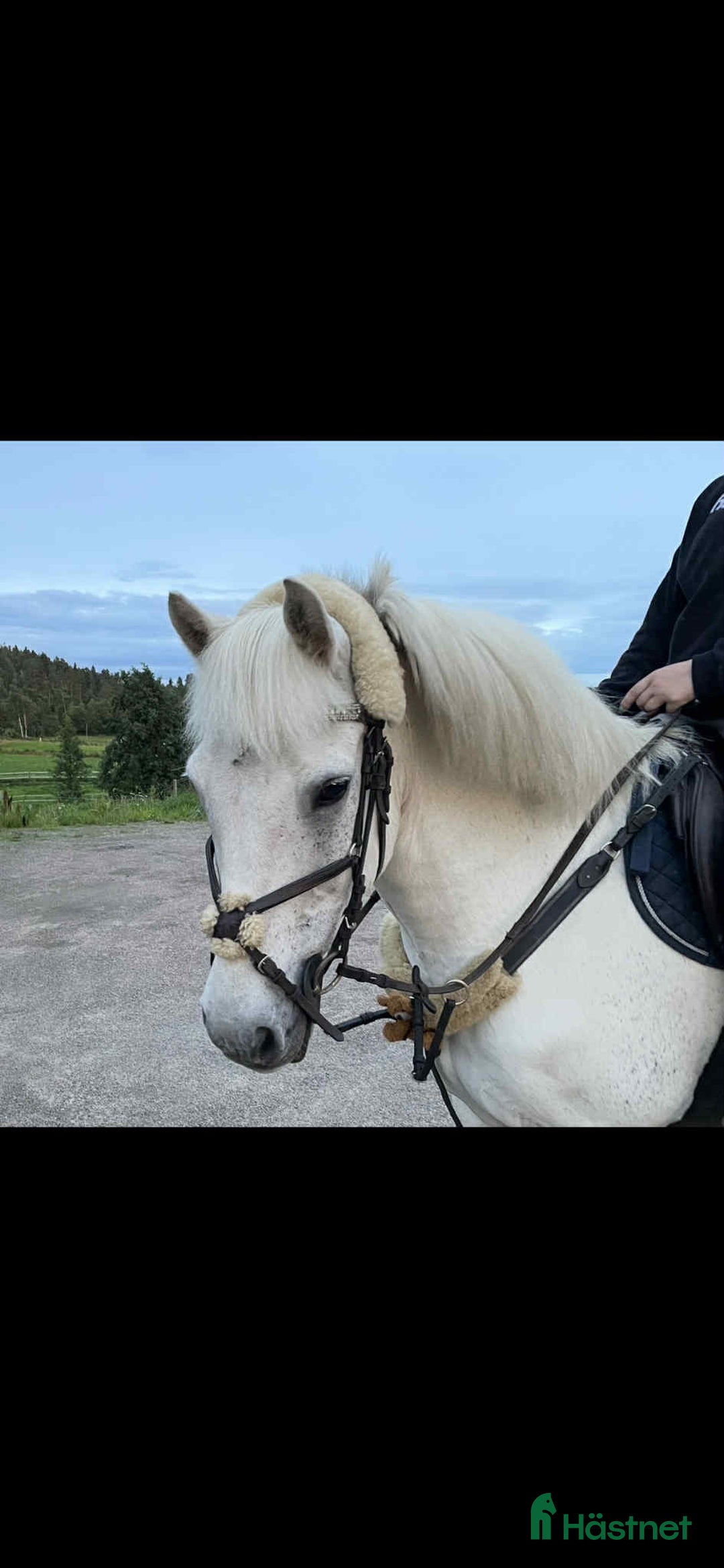 Sällskap hästar till salu: Sällskapsponnyer säljes tillsammans i Älvängen - Bild 1