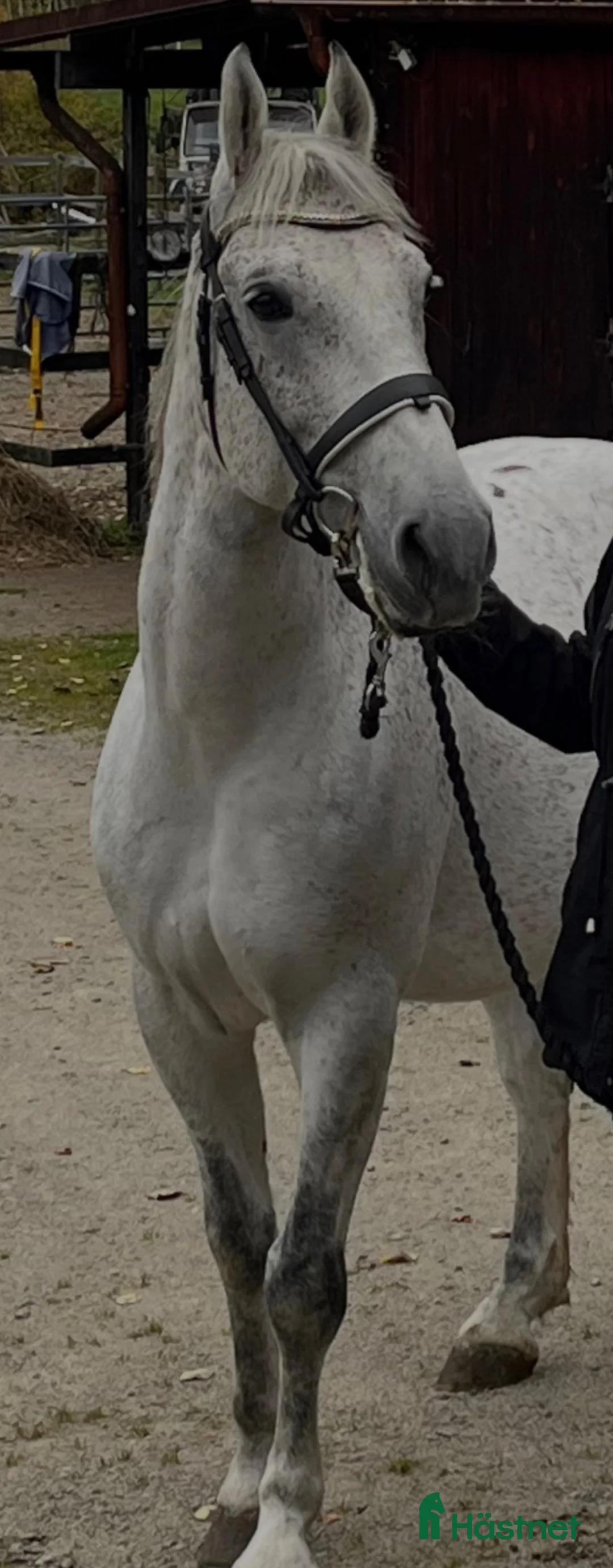 Allround hästar till salu: Lipizzanare D-ponny - Annons 4