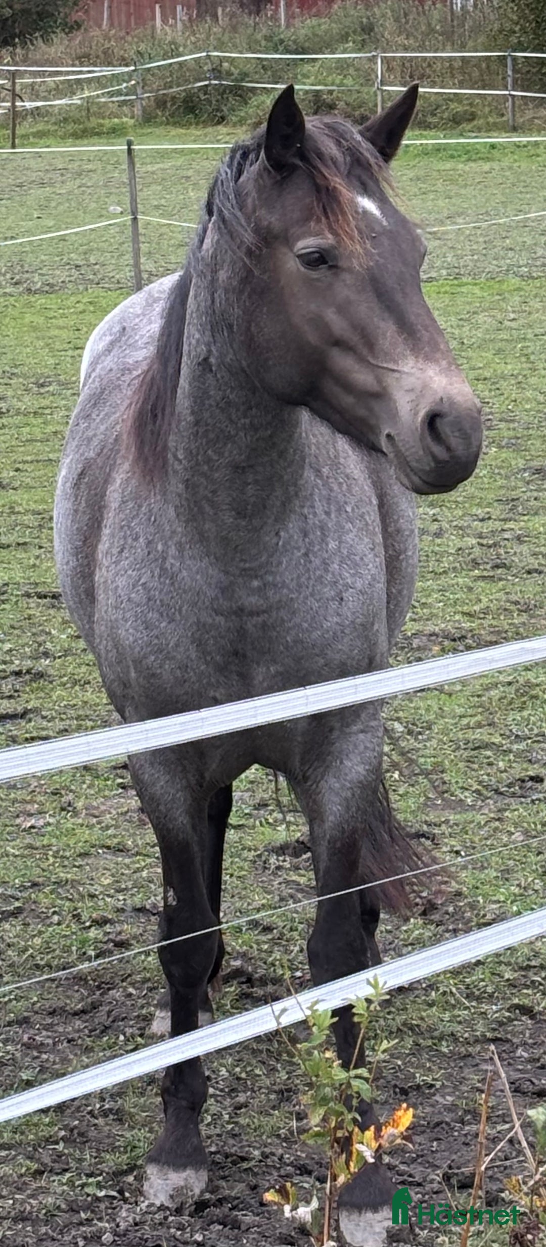Allround hästar till salu: Connemarasto  i Örsundsbro - Annons 1