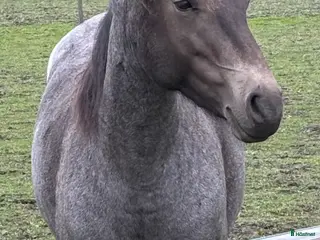 hästar Connemarasto i Örsundsbro - Annons 6