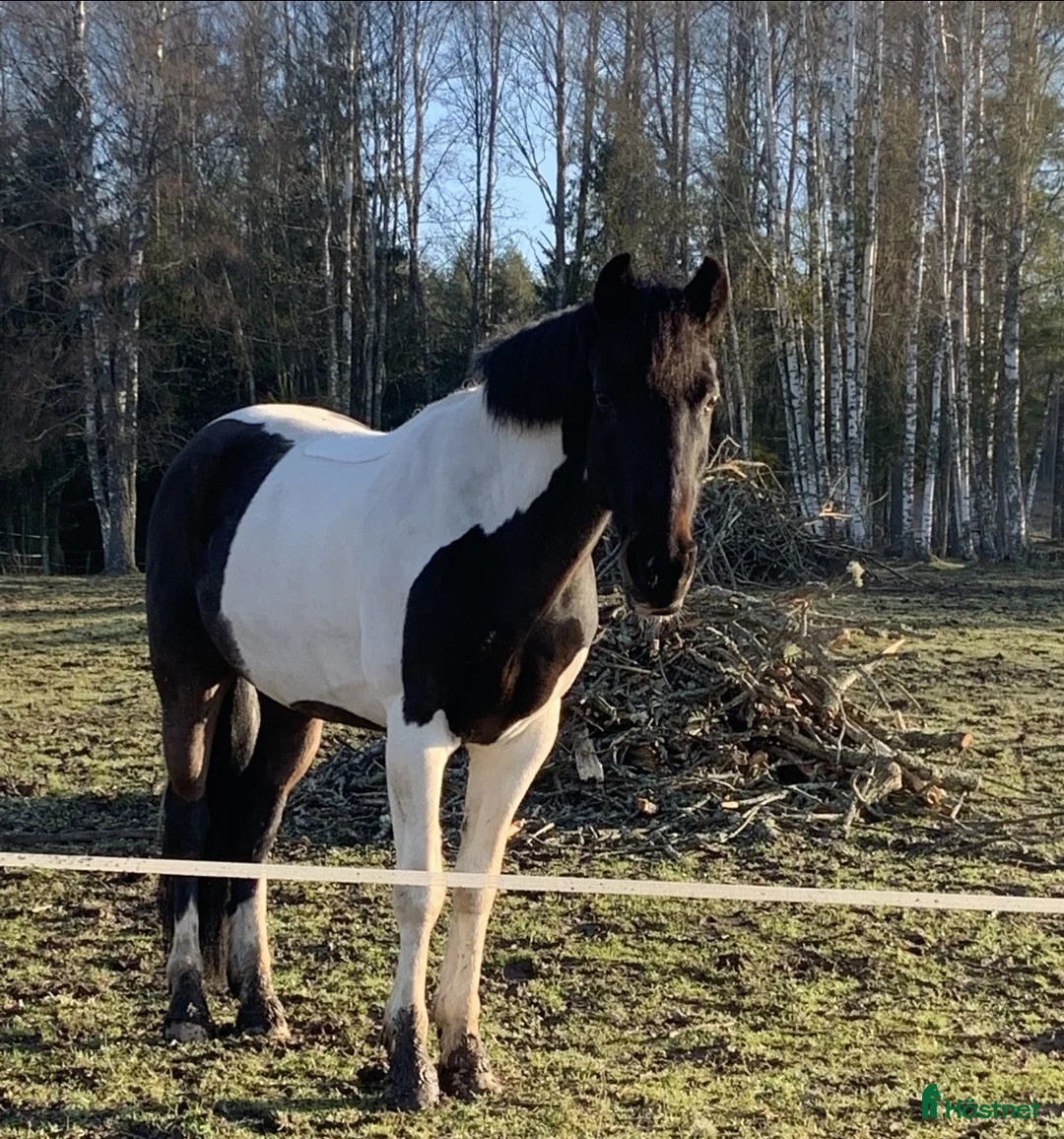 Allround hästar till salu: En perfekt läromästare och första ponny - Annons 1