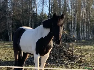hästar En perfekt läromästare och första ponny - Annons 6