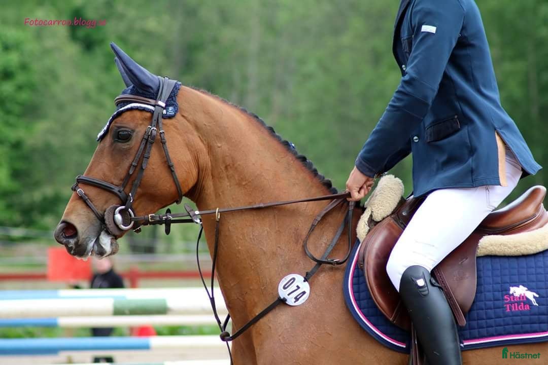  hästar Avelssto - Annons 1