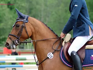 hästar Avelssto - Annons 2