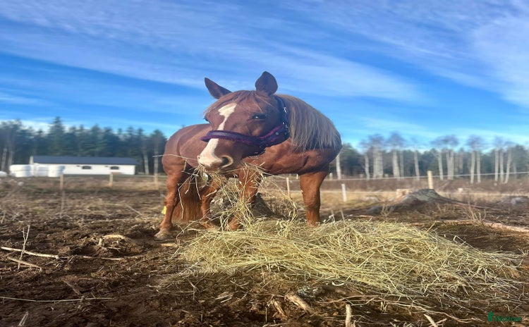  hästar i Arvika - Annons 12