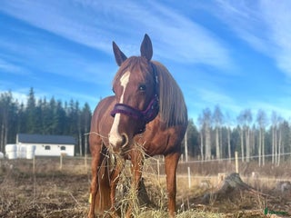 hästar i Arvika - Annons 6
