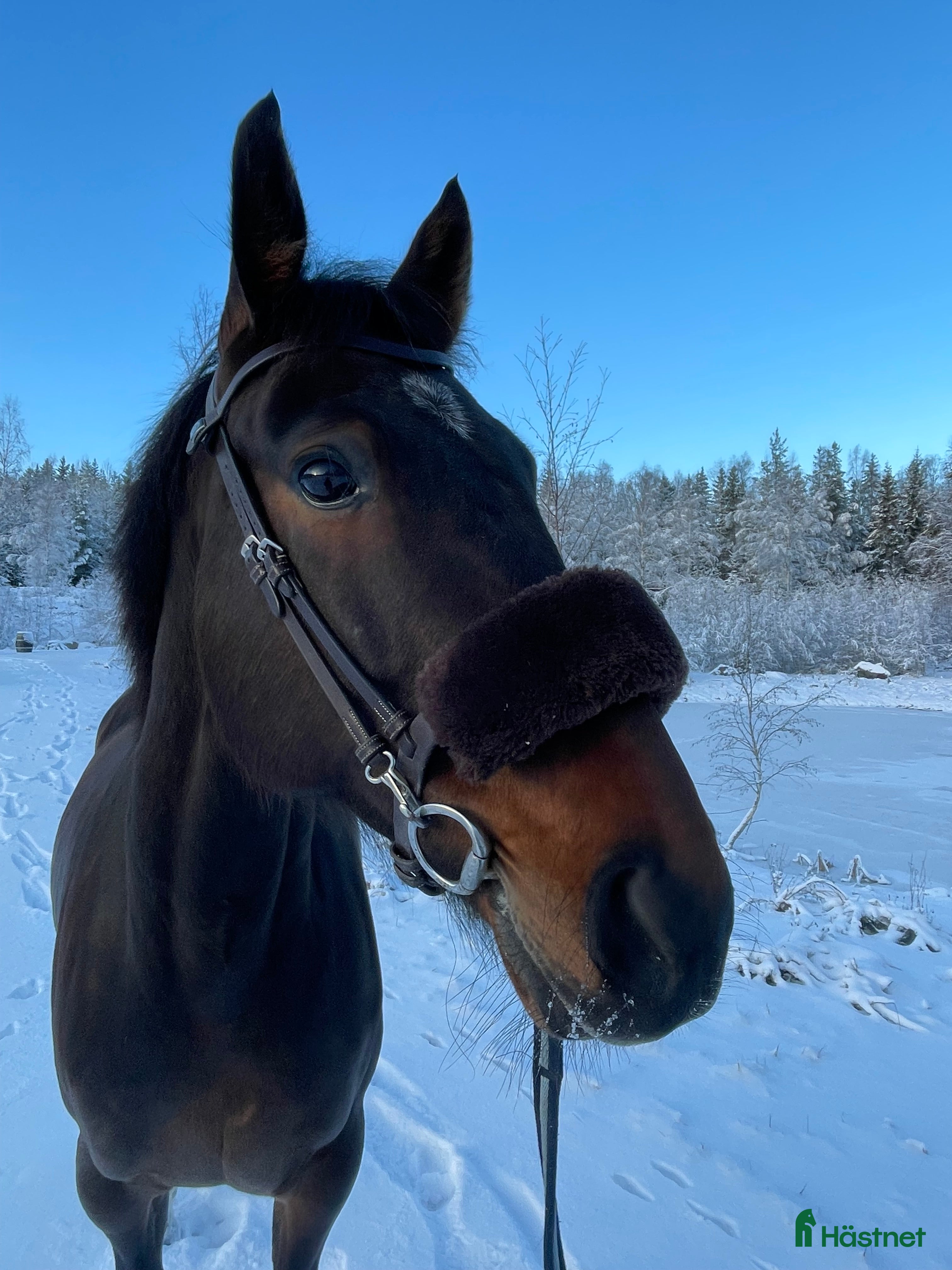  hästar Ridhäst säljes  - Annons 3