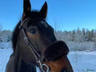 hästar Ridhäst säljes - Annons 3