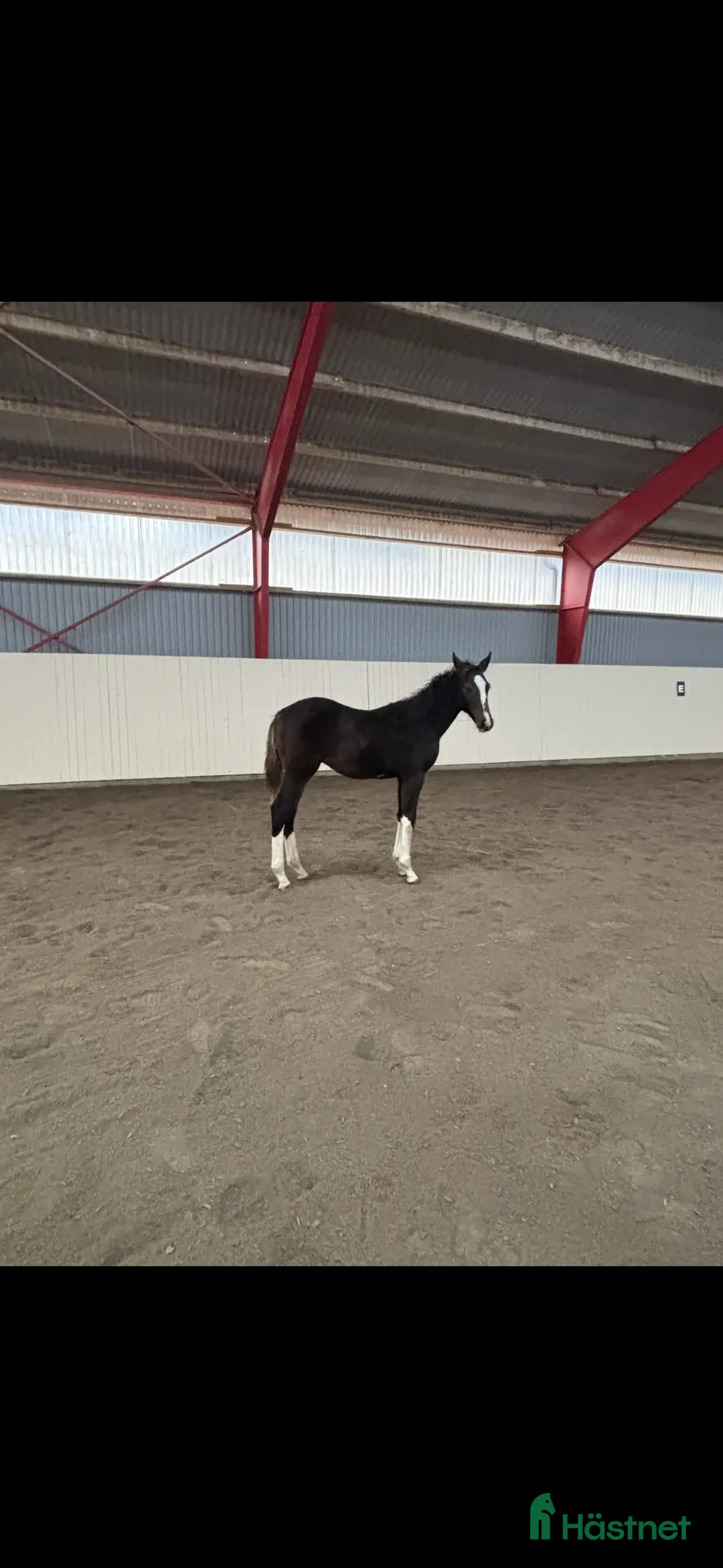 Hoppning hästar till salu: Hingst med fantastiskt temperament  - Annons 3