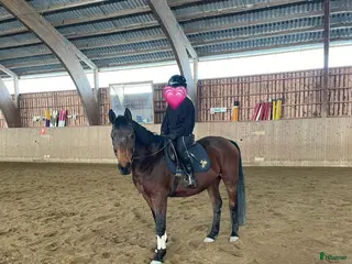 hästar Söker utbildningsbar bästavän💖 - Annons 1