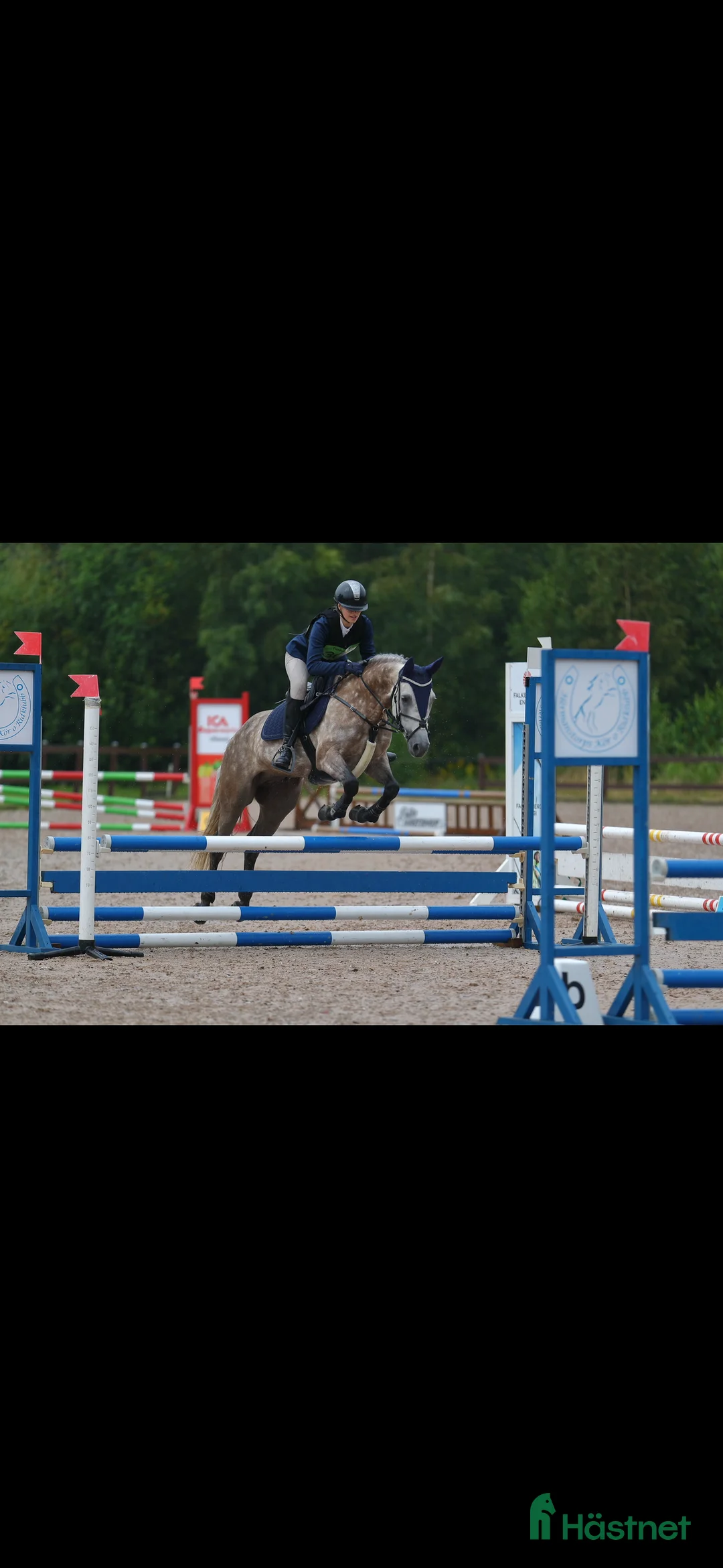 Allround hästar till salu: Drömponny inom valfri gren - Annons 5