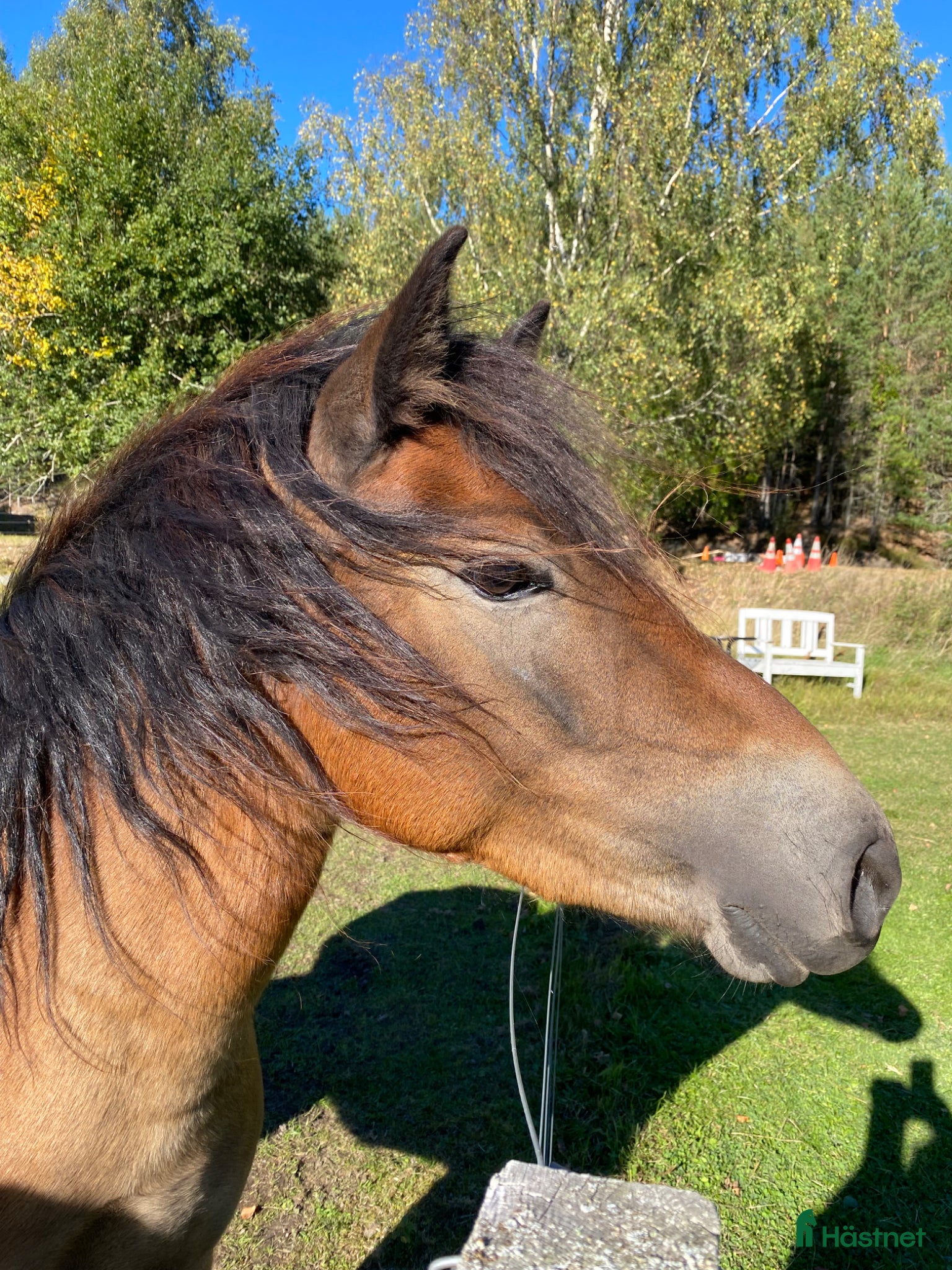  hästar Snällt och socialt Gotlandsruss sto - Annons 11