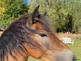 hästar Snällt och socialt Gotlandsruss sto - Annons 11