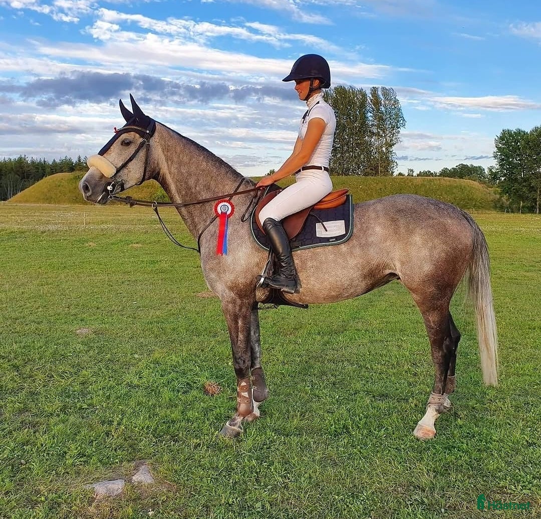  hästar Fint sto för avel, sällskap, lättare ridning  - Annons 14