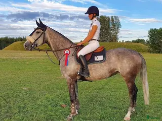 hästar Fint sto för avel, sällskap, lättare ridning - Annons 14