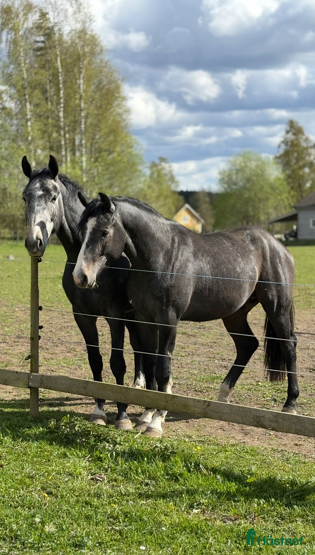 Allround hästar till salu: 2 årig otroligt snäll hingst .  i Lekeryd - Bild 4