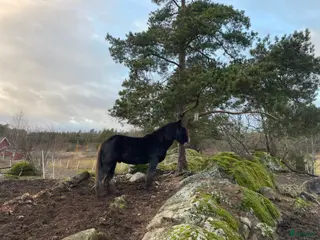 hästar 5-årig Irish Cob valack i Vendelsö - Annons 2