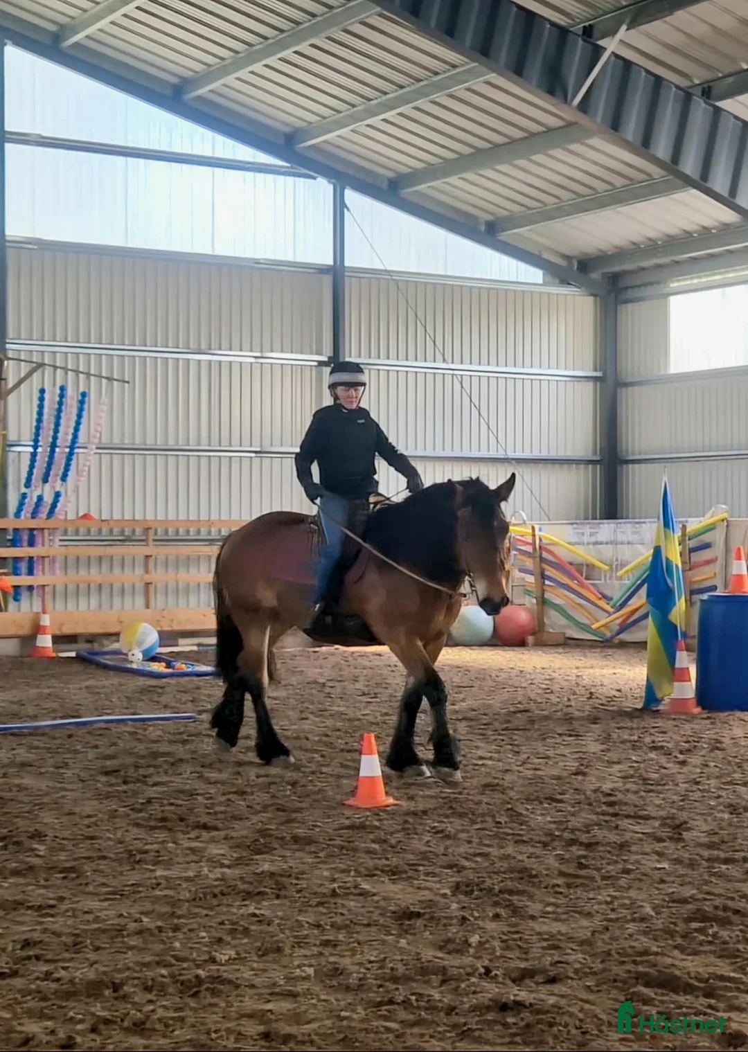 Allround hästar till salu: Fantastiskt allroundhäst  i Töreboda - Annons 6