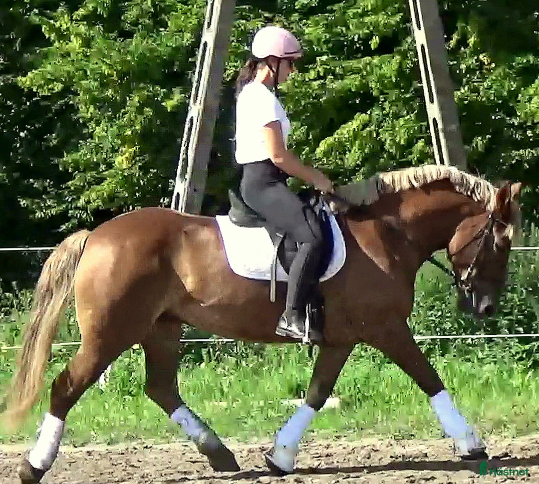 Allround hästar till salu: The best Mother & Daughter horse, dressage/jumping i Örsundsbro - Annons 12