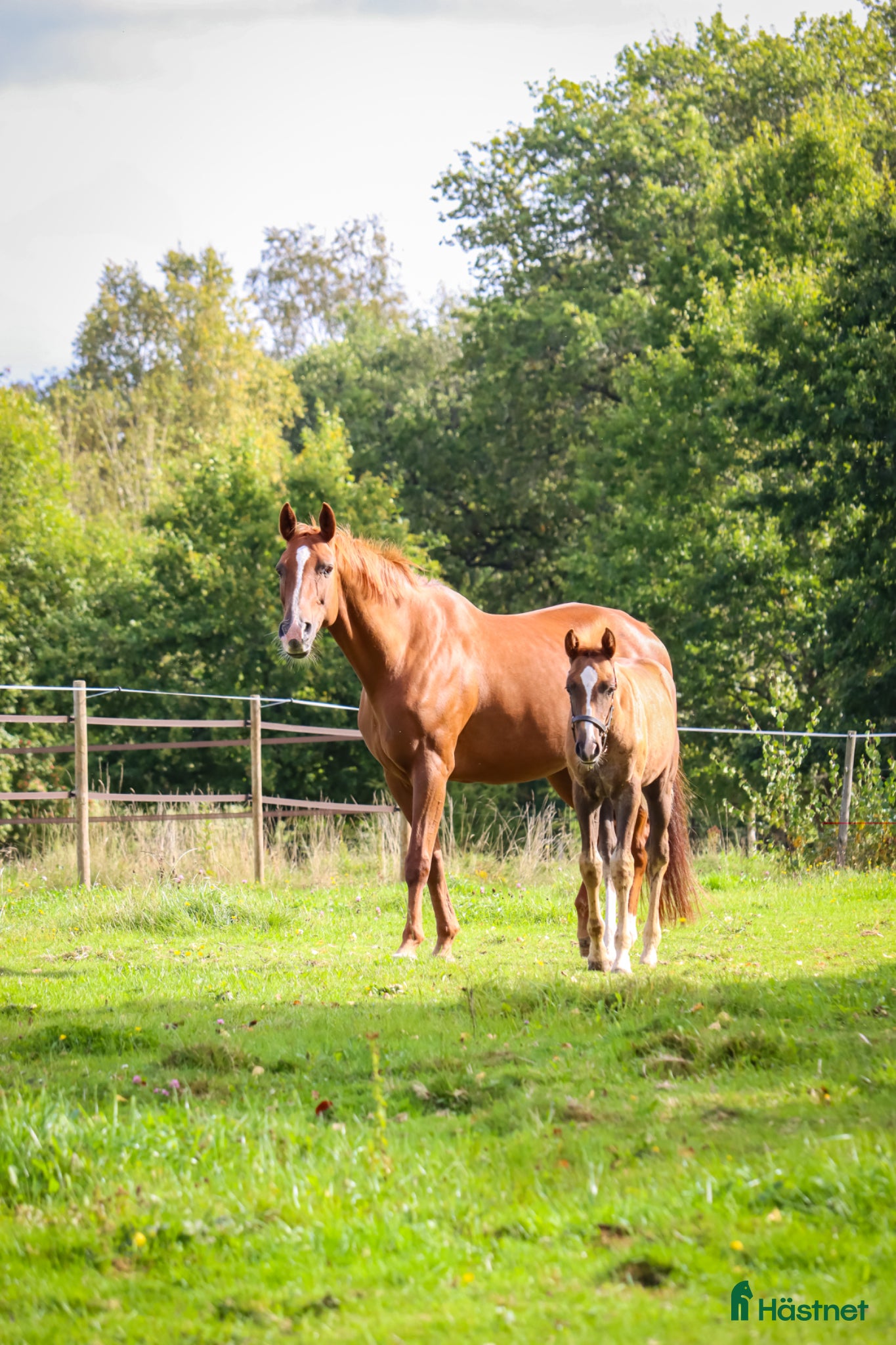  hästar Avelssto dressyr  - Annons 1