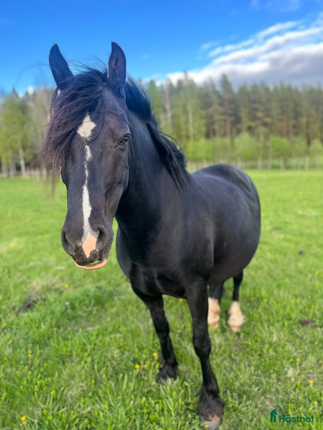 Allround hästar till salu: Sto med framtiden för sig  i Burträsk - Annons 2