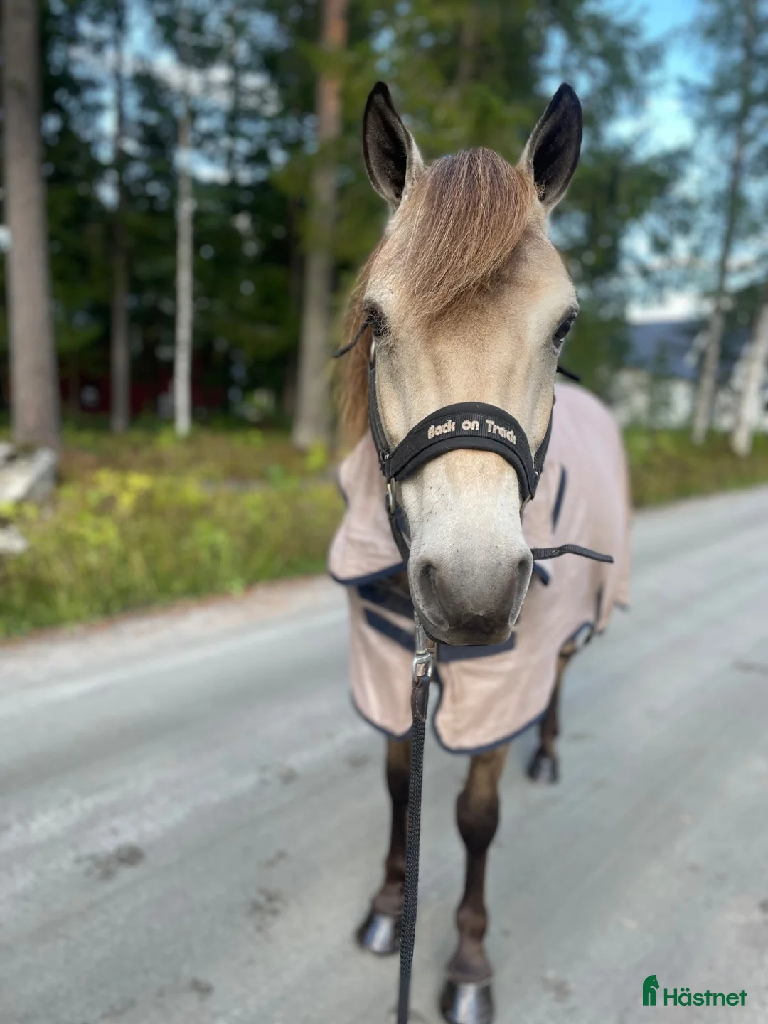 Trav hästar till salu: Fin tävlingsponny  i Skellefteå - Annons 6