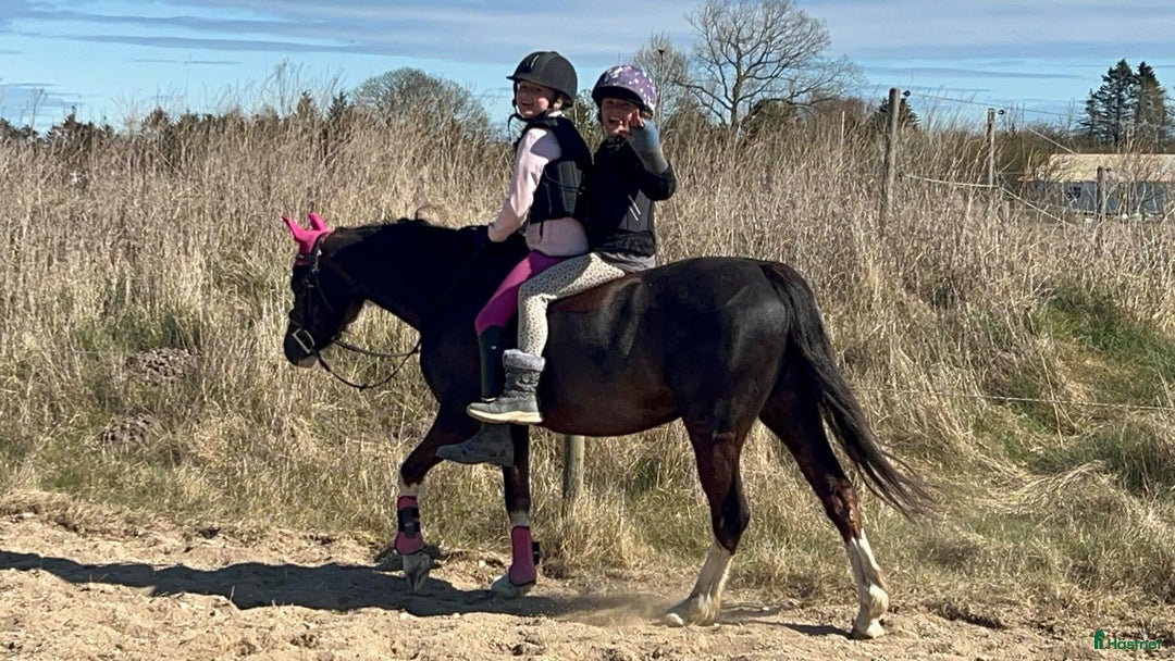 Allround hästar till salu: Den bedste første gangs pony  - Annons 9