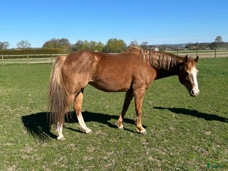  hästar Sunny - Annons 1