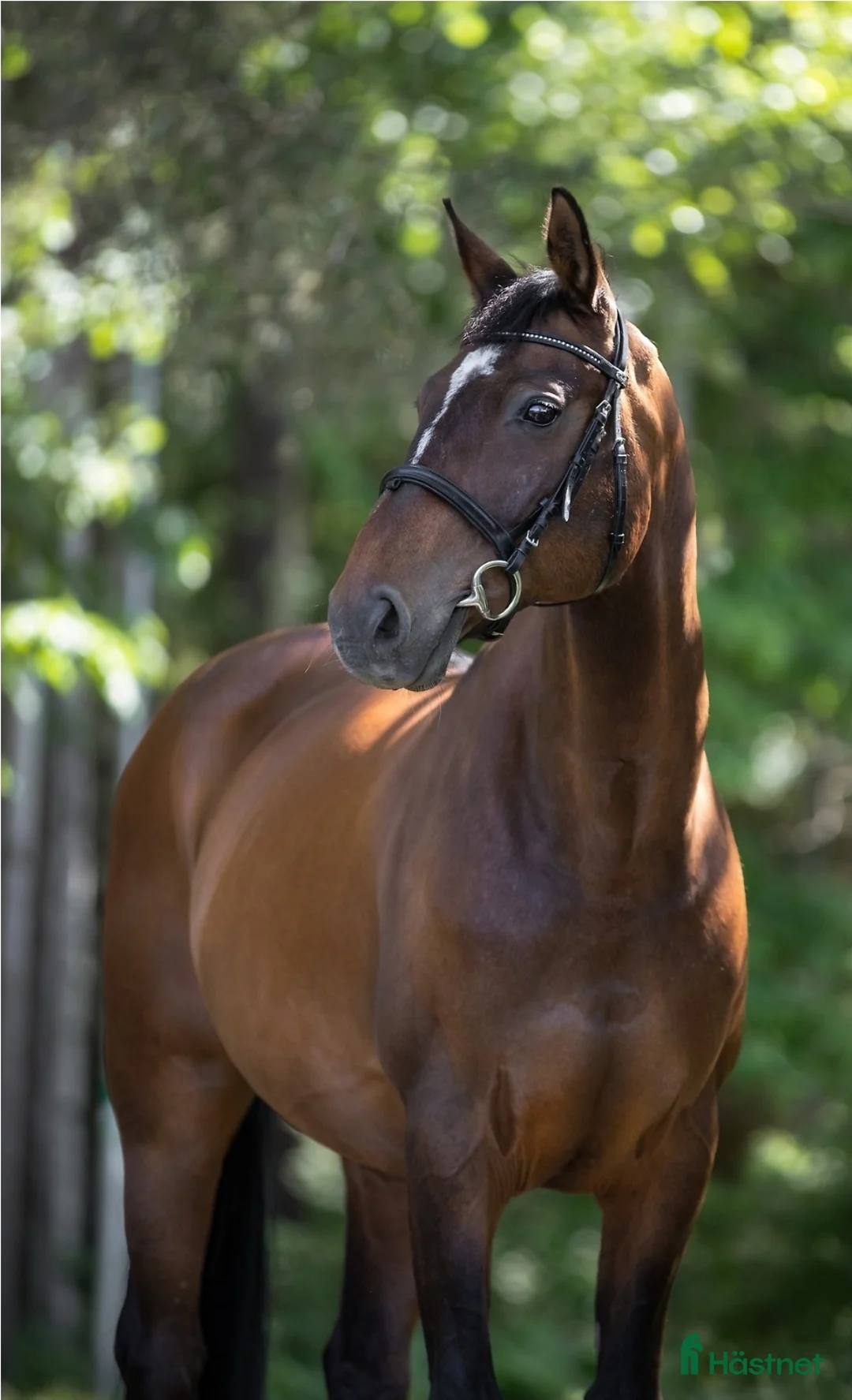 Sällskap hästar till salu: Snäll gentleman  - Annons 1