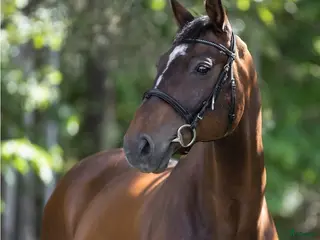 hästar Snäll gentleman - Annons 1