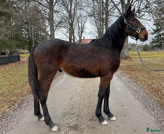  hästar 1 års hingst e Hayden Hanover - Annons 1