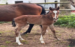 Hoppning hästar till salu: Lovande hingstföl e Pink Floyd i Blentarp - Annons 4