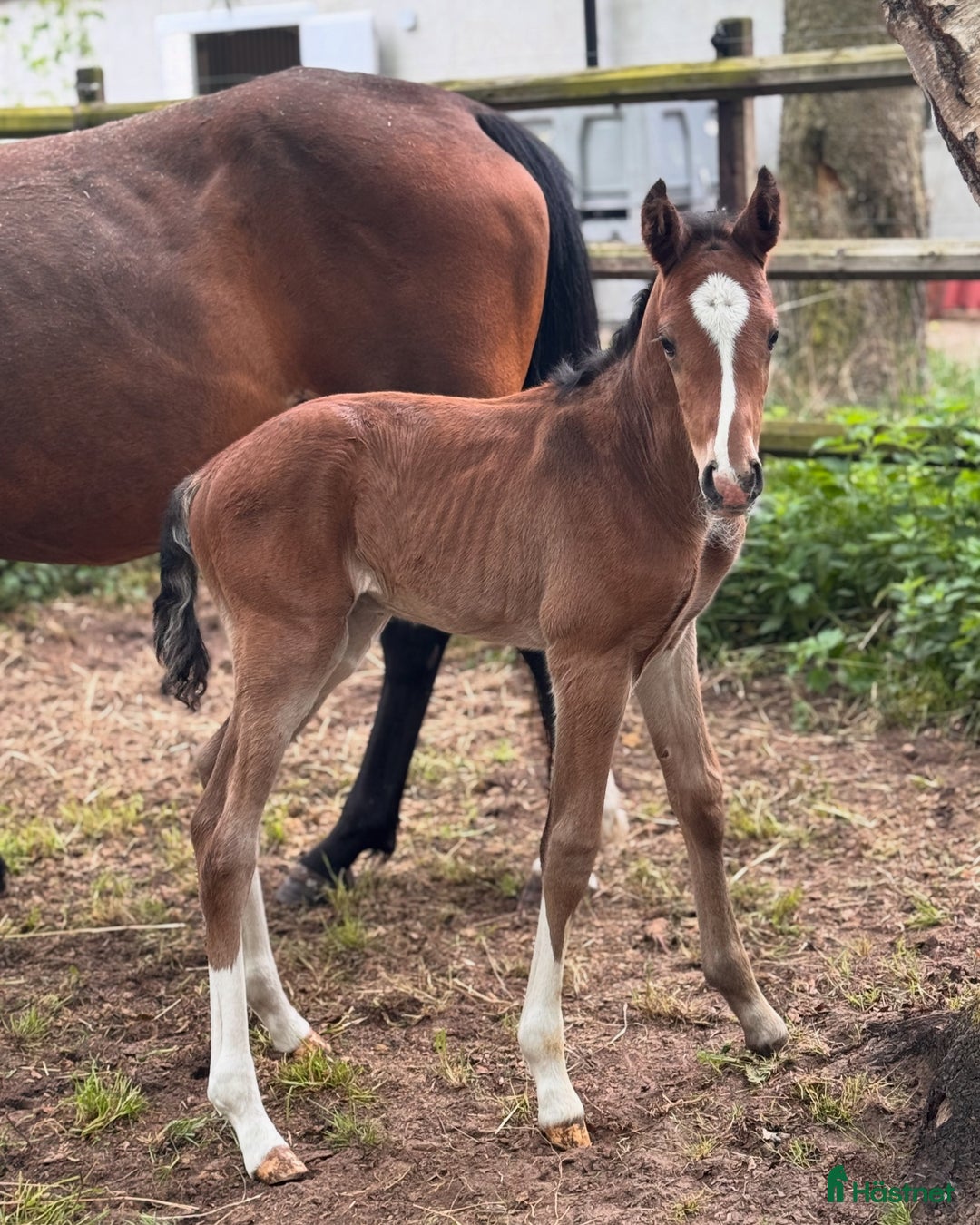 Hoppning hästar till salu: Lovande hingstföl e Pink Floyd i Blentarp - Annons 4