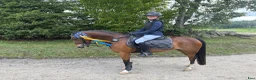 Hoppning hästar till salu: B-ponny med kapacitet  - Annons 6