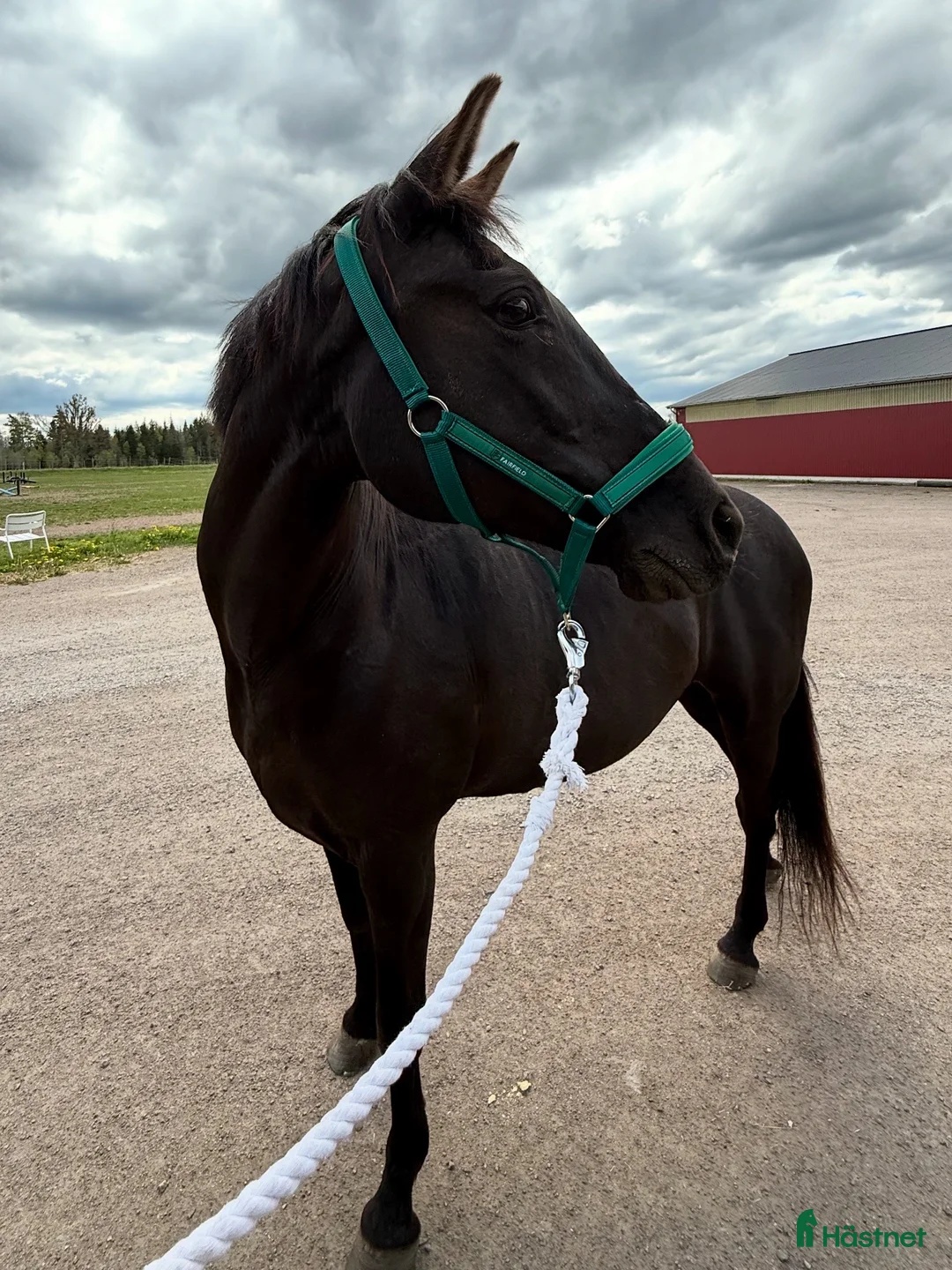 Allround hästar till salu: Personligt sto som söker ett lugnt och trygg hem i Åryd - Annons 2