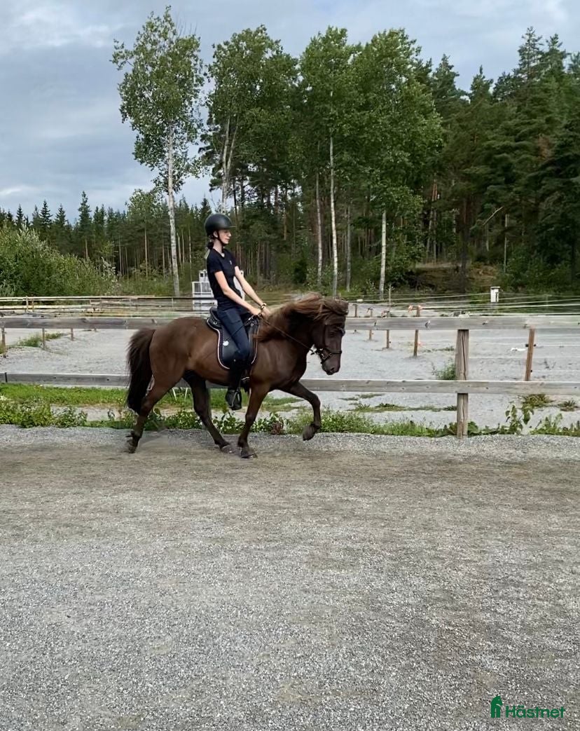  hästar Trygg och välskolad kompis - Annons 2