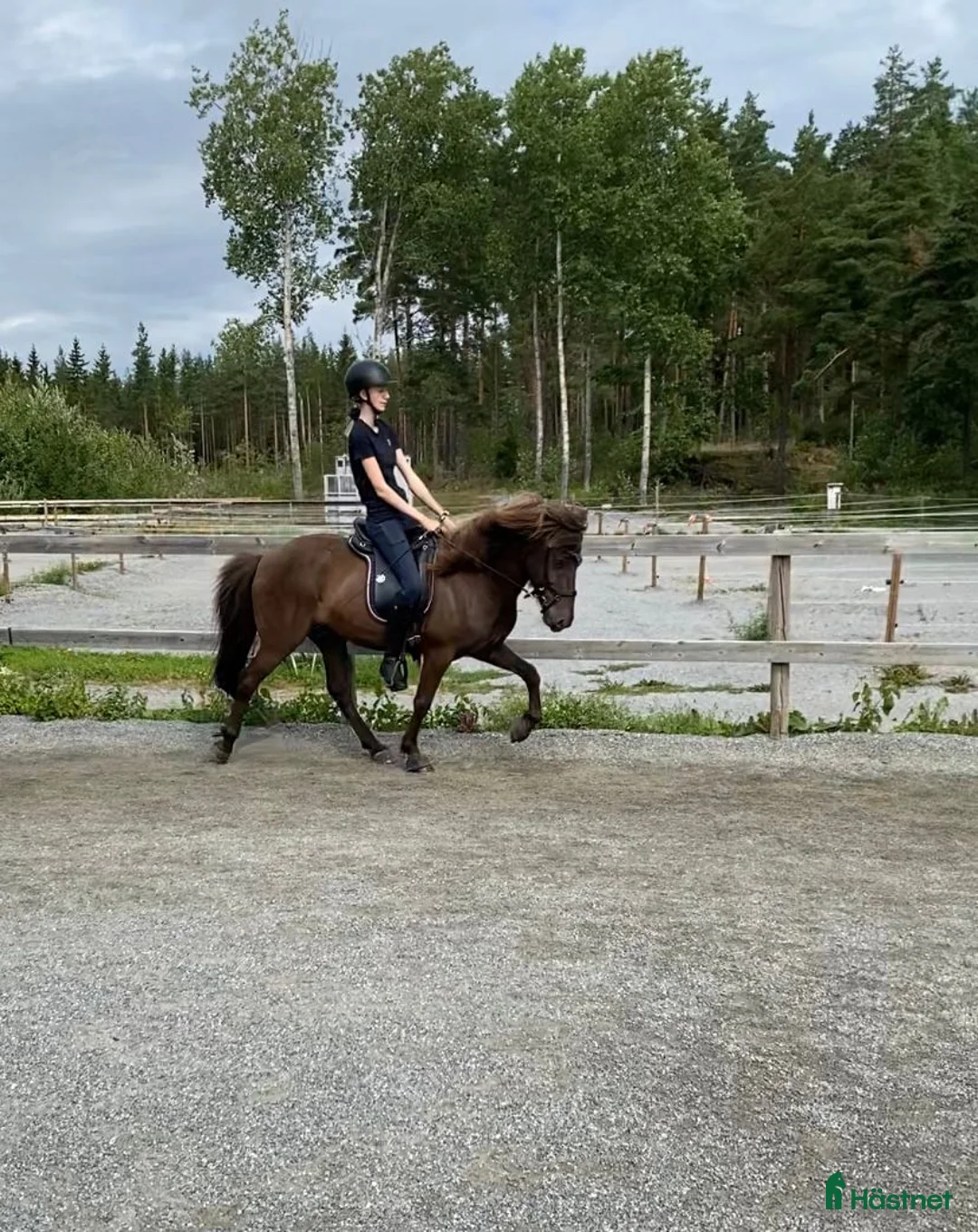 Island hästar till salu: Trygg och välskolad kompis - Annons 1