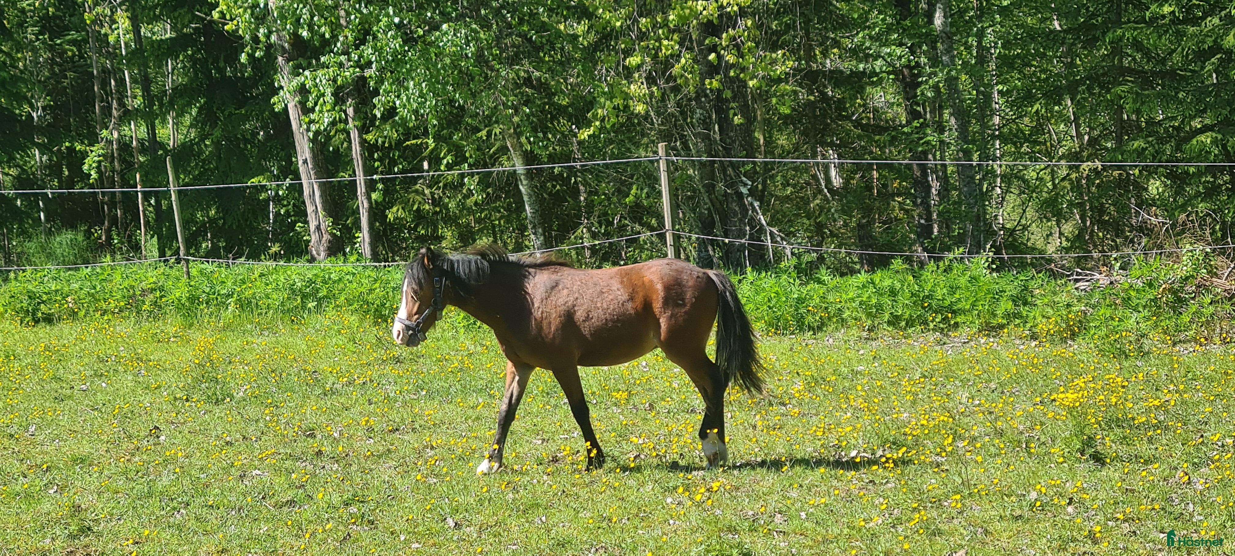 Övrigt hästar till salu: Welsh hingst i Årjäng - Annons 1