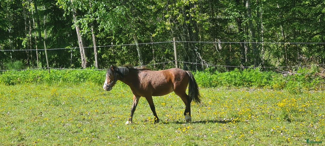 Övrigt hästar till salu: Welsh hingst i Årjäng - Annons 1