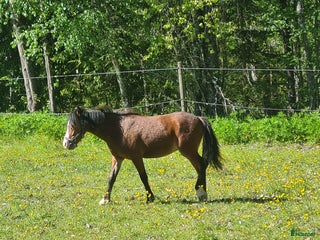 Övrigt hästar till salu: Welsh hingst i Årjäng - Annons 1