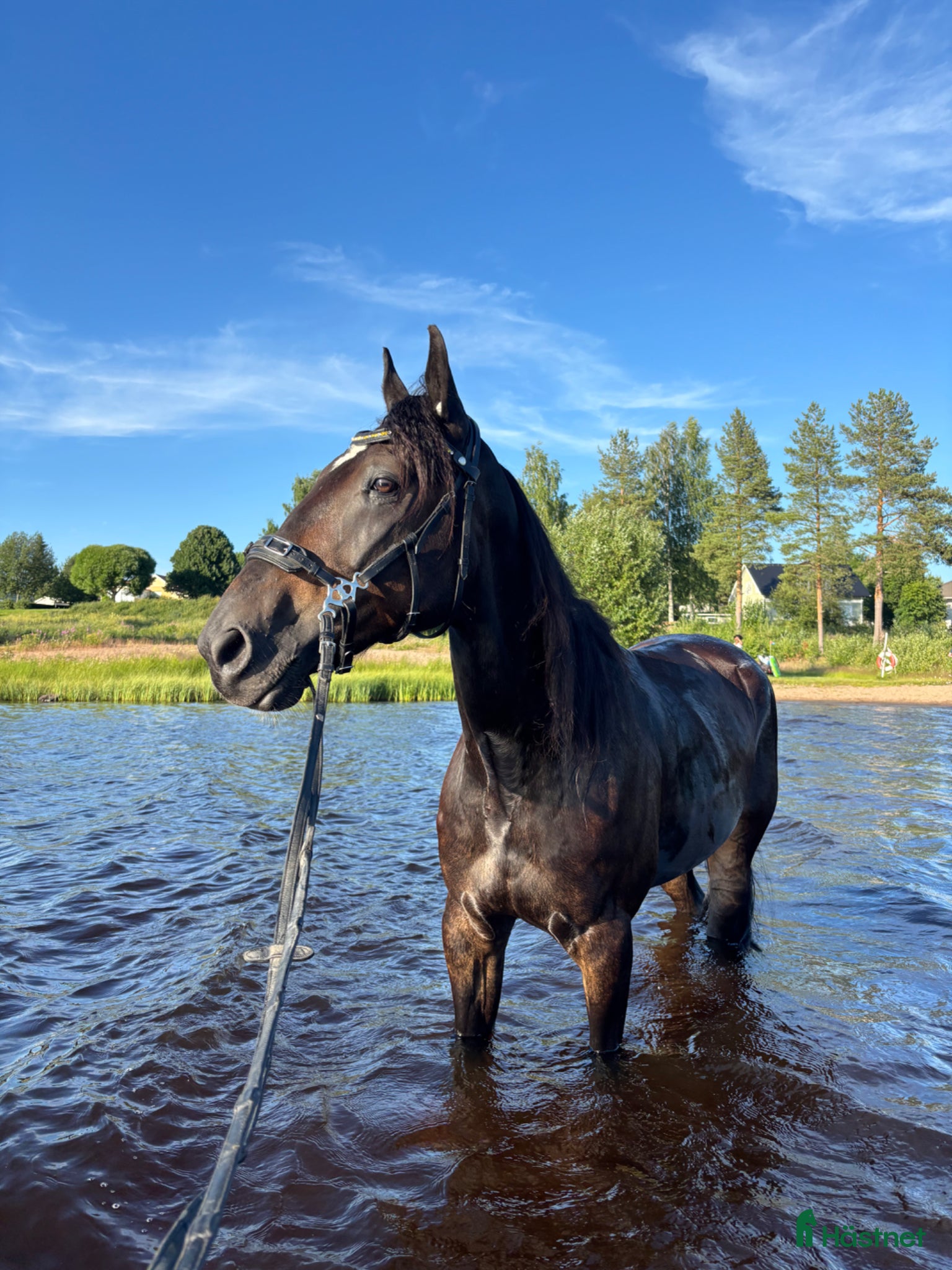 Allround hästar till salu: Super rolig och snäll bästa vän - Annons 1