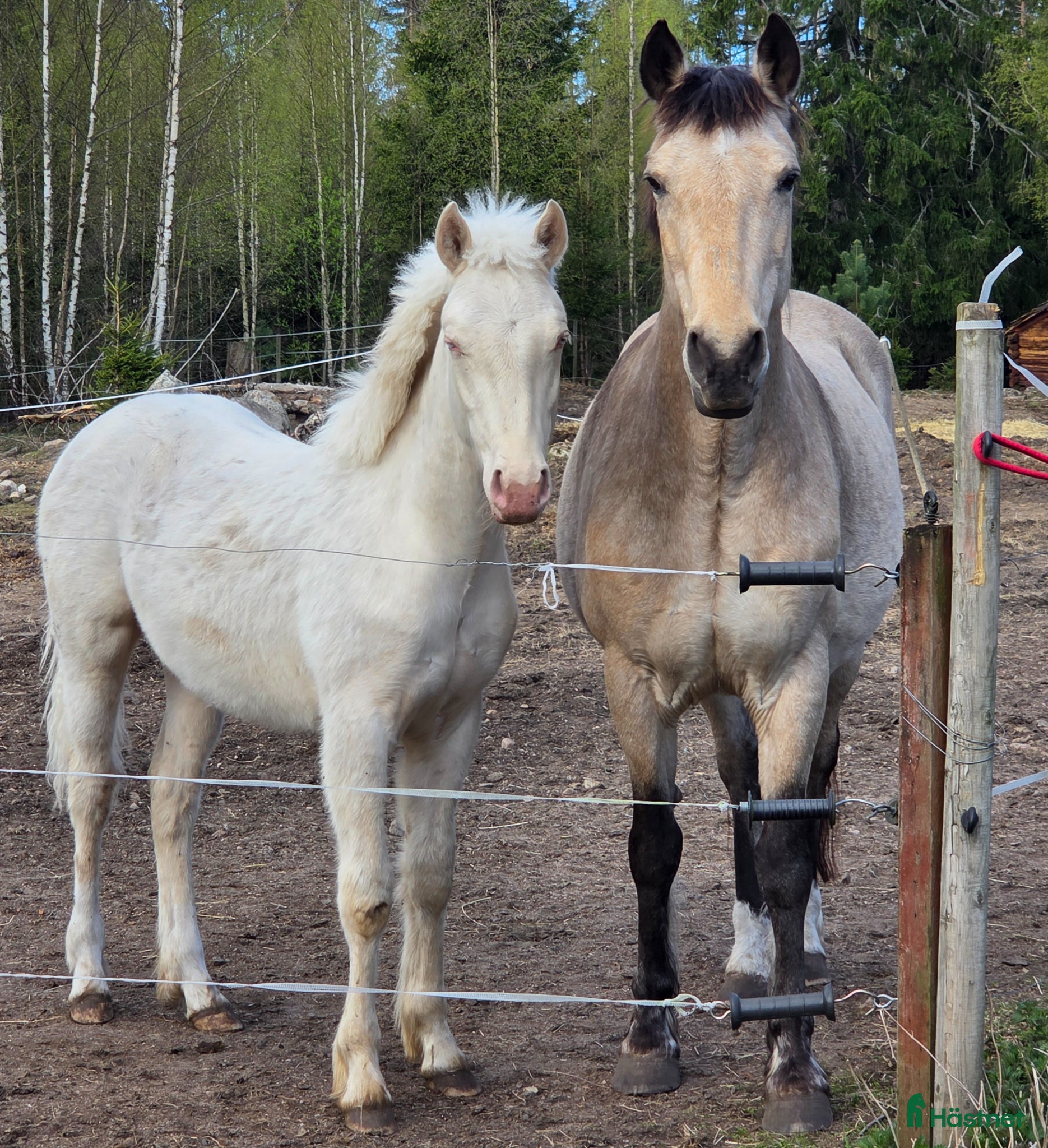  hästar Cremello Surprice alias Alven - Annons 1