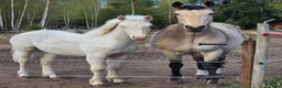 Allround hästar till salu: Cremello Surprice alias Alven - Annons 1