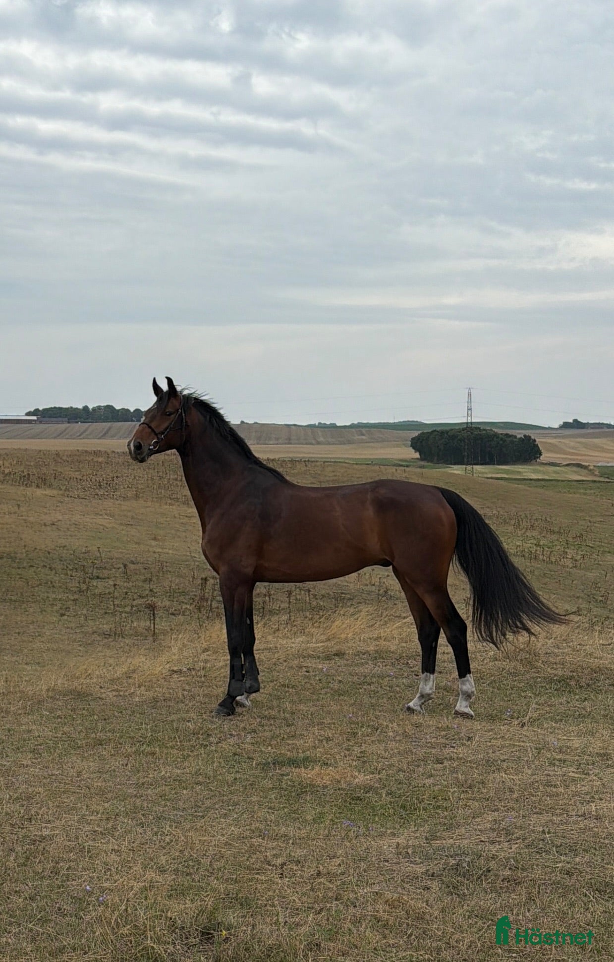  hästar SWB-valack 7 år, 173 cm - Annons 1