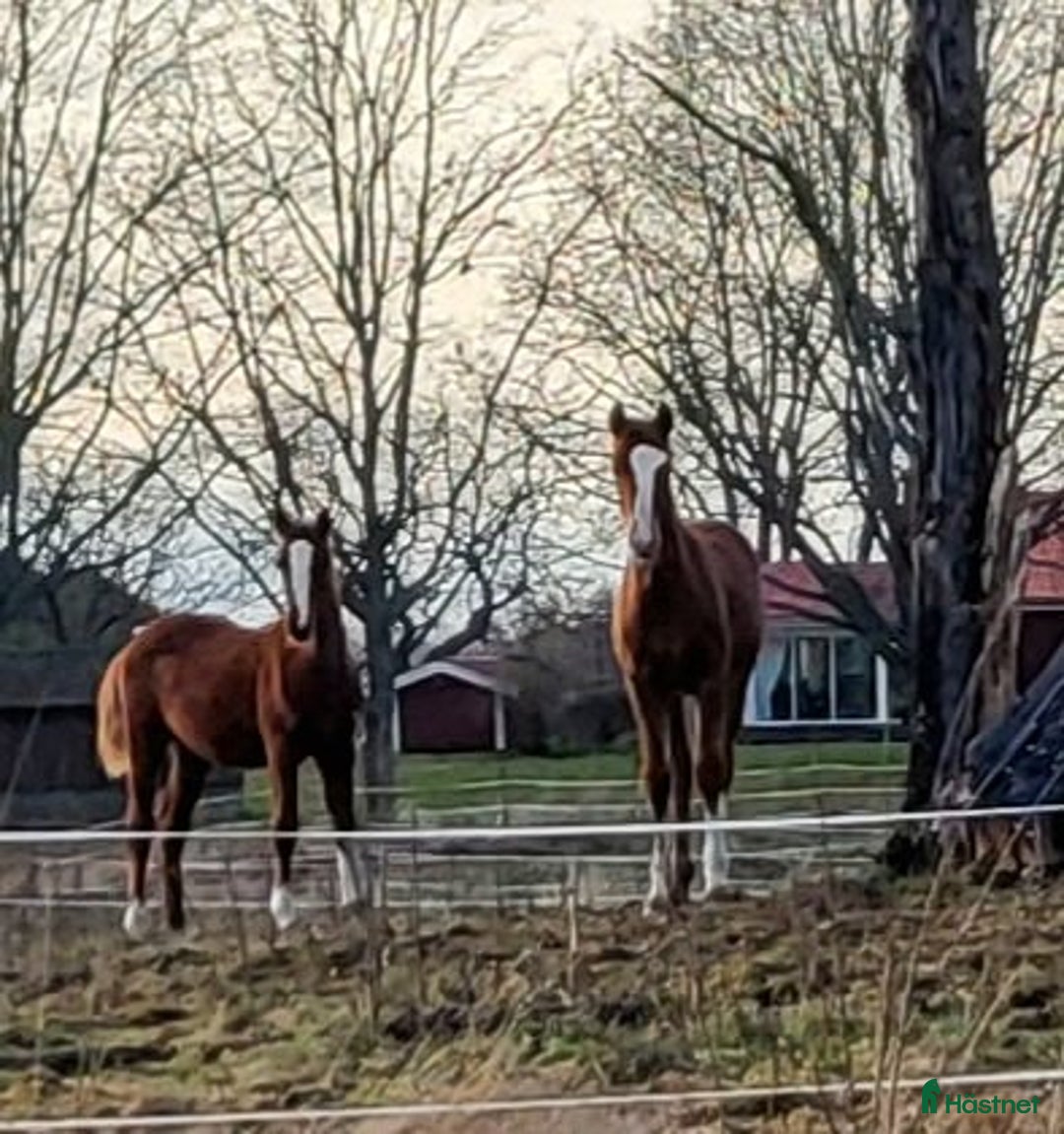 Hoppning hästar till salu: Finaste julklappen! i Hammarö - Annons 4