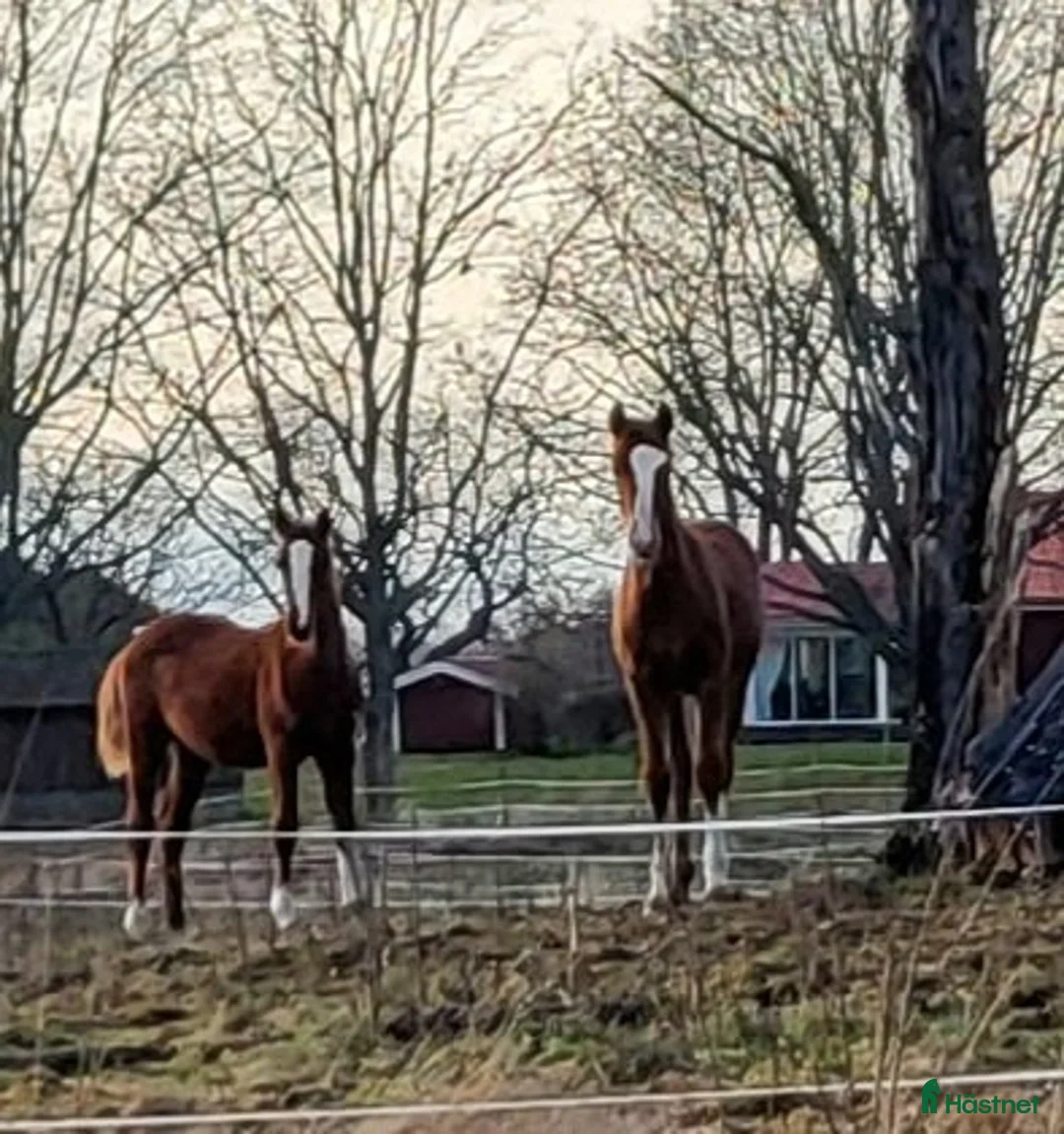 Hoppning hästar till salu: Finaste julklappen! i Hammarö - Annons 4