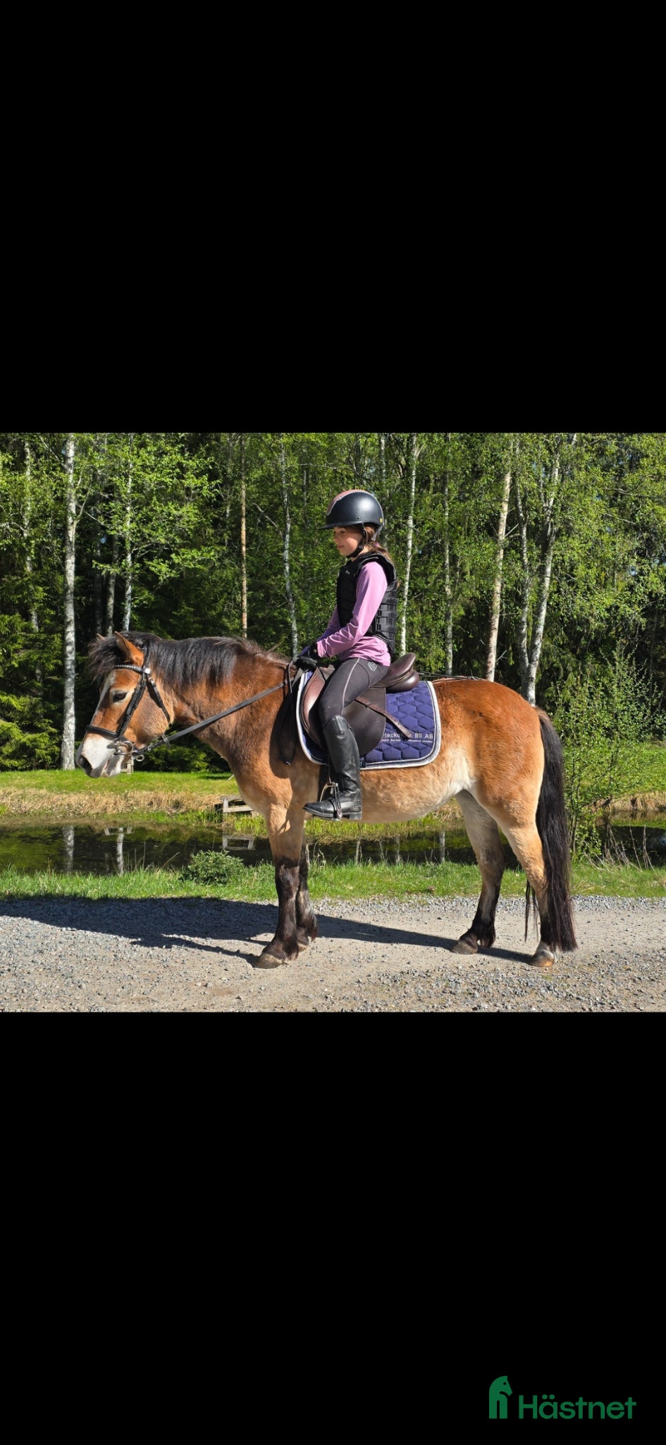  hästar Mysigt russto - Annons 18
