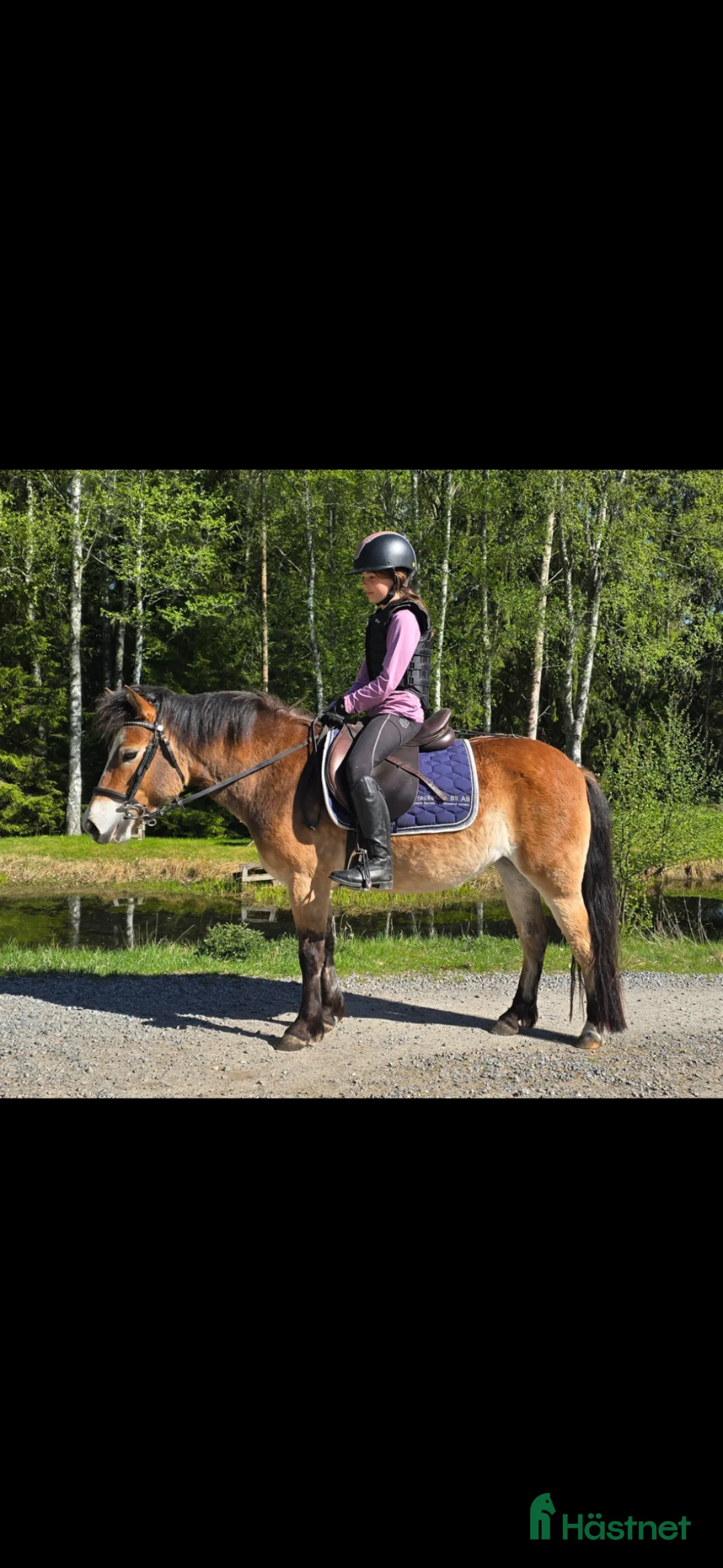 Allround hästar till salu: Mysigt russto - Annons 1