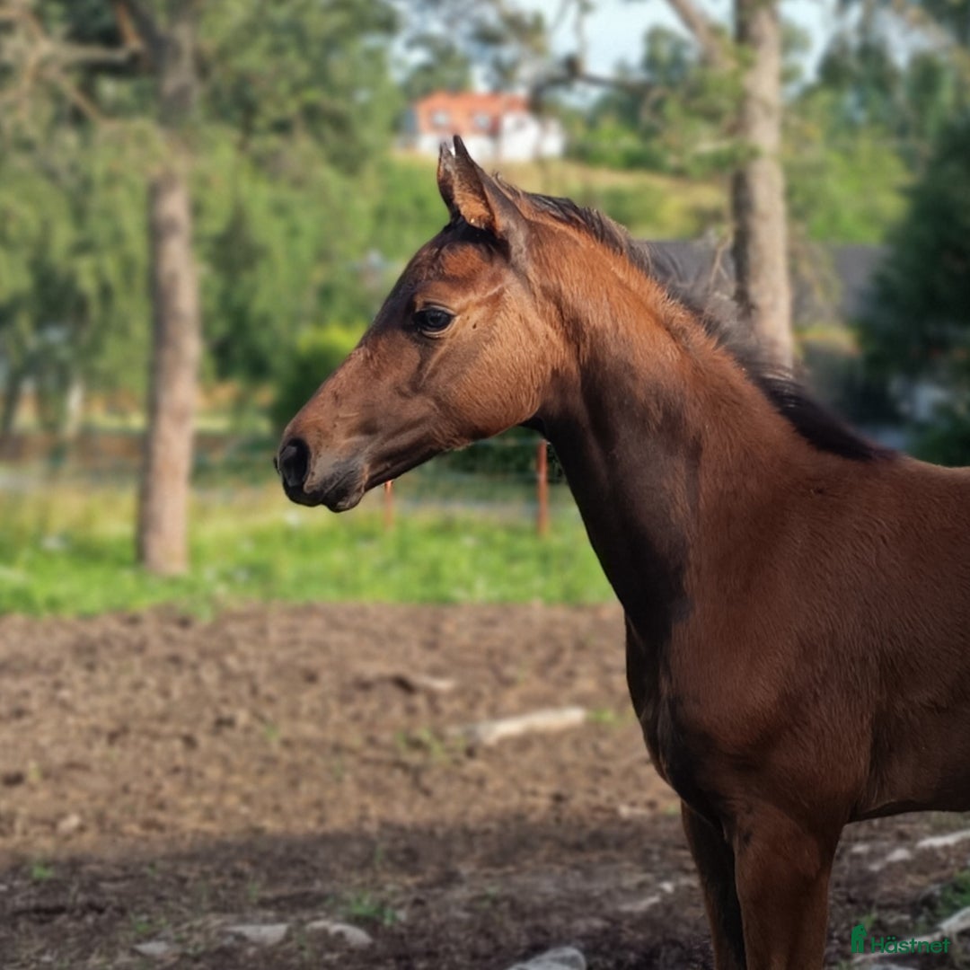 Allround hästar till salu: Sto för avel/ridning  i Lidköping - Annons 2