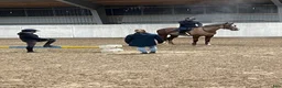  stallplats finnes: Lösdriftplats & boxplatser i Eslöv finns i Eslöv - Annons 3